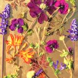 Flower Press -all seasons card range : NEW! FP51 Late Summer