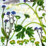 Flower Press -all seasons card range : NEW!  FP52 Dicentra 