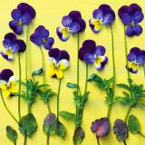 Flower Press -all seasons card range : NEW! FP55  VIOLAS 
