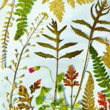 Flower Press -all seasons card range : FP57 Young Ferns 
