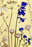 Botanic Gold  NEW !  card range : NEW! BG27  Bluebell 