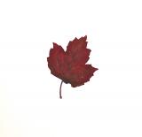 REAL LEAF  Hand Crafted card range : RLV 1  Viburnum, natural red