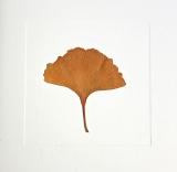 REAL LEAF  Hand Crafted card range : RLG 4 GINGKO ,  Natural 