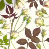 Flower Press -all seasons card range : FP47 NEW! Rosebuds