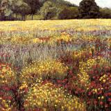 Landscapes card range : LD 10