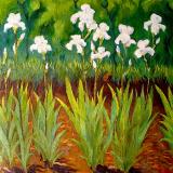 Landscapes card range : LD47 WHITE IRIS 
