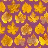 Leaf Press card range : LP20  Mulberry 