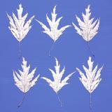 Leaf Press card range : NEW! Silver Birch 1 LP12