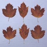Leaf Press card range : NEW! Viburnum LP15 