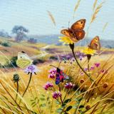 British Butterflies  card range : BB13 WILDFLOWER VISITORS